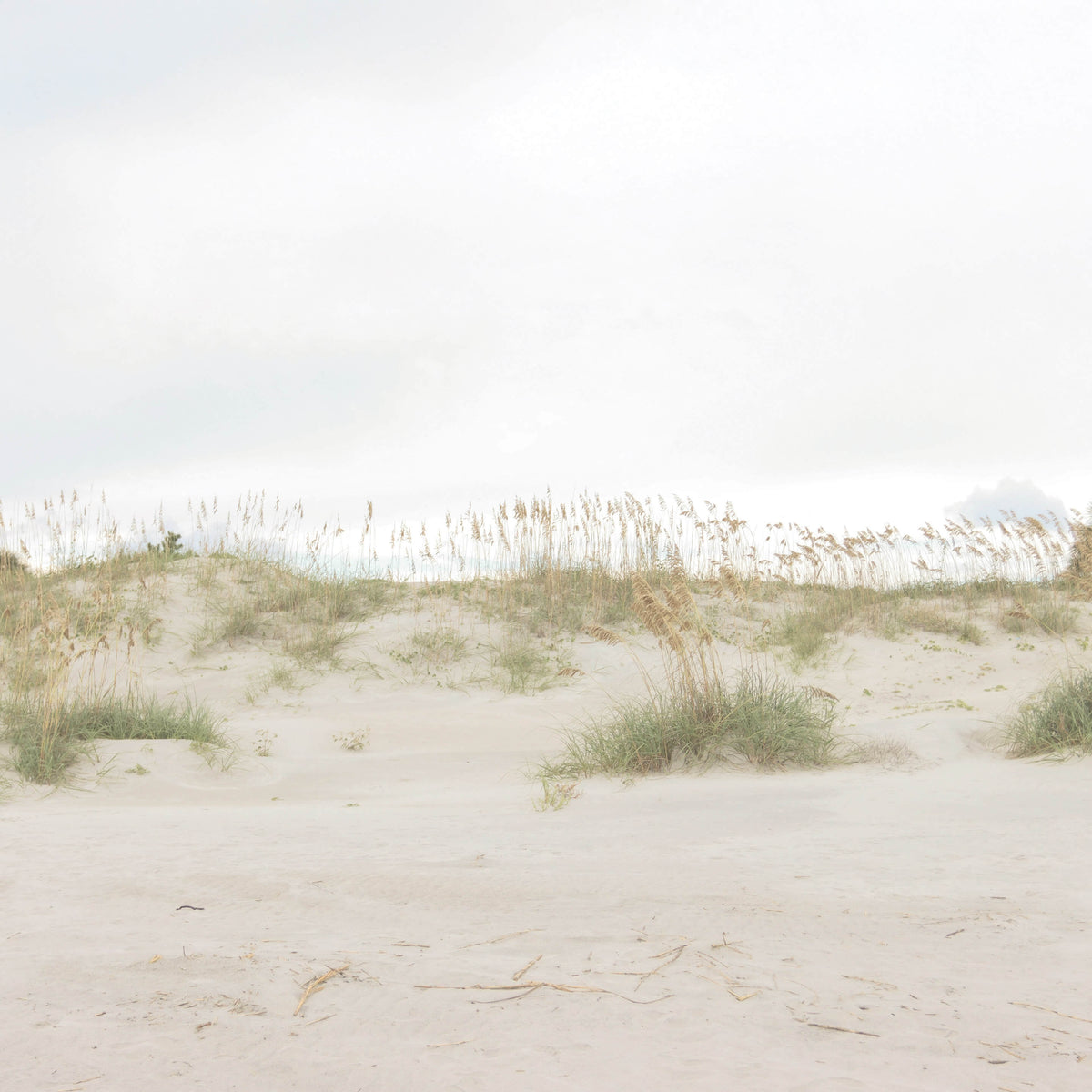Sand dunes with grasses and a clear sky